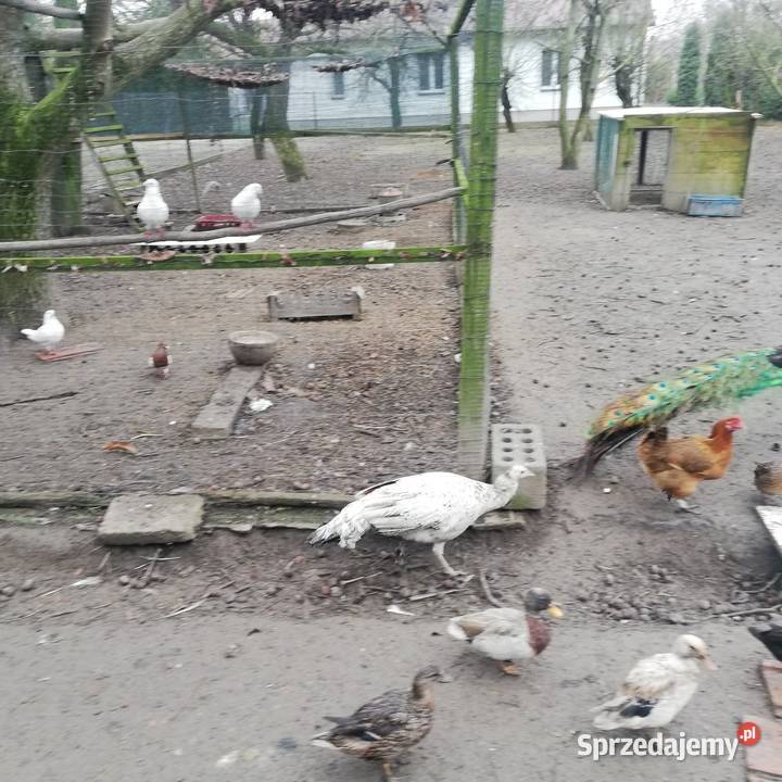 Para pawi czarnoskrzydłych Łańcut