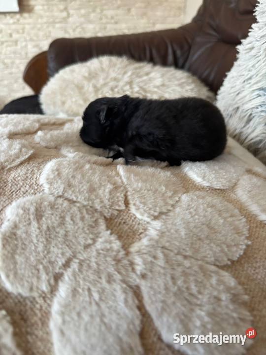 Szpic miniaturowy pomeranian boy śląskie Taciszów