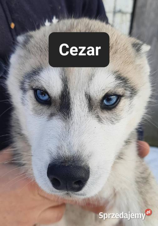 Suczka Syberian husky