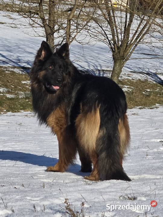Owczarek Niemieck Długowłosy szczeniak Sułkowice