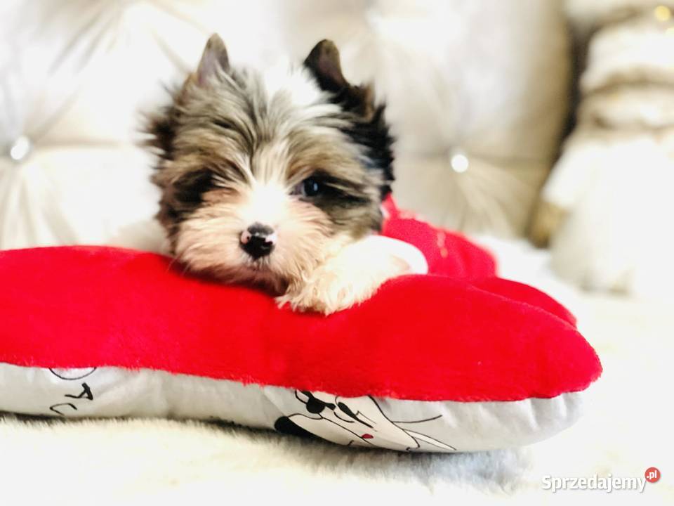 York Mikołaj z Bajki taki do Kochania Opole