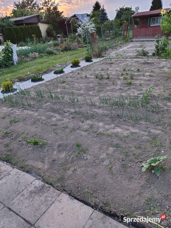 DZIAŁKA ROD TULIPAN ŚWIDNIK