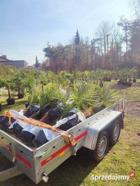 palma trachycarpus fortunei śląskie Pszczyna sprzedam