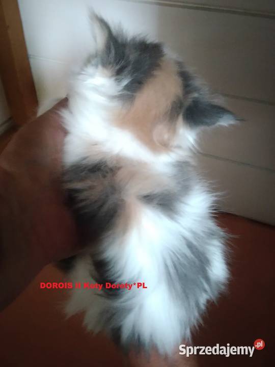 Kocieta Koty Doroty Maine Coon śląskie sprzedam