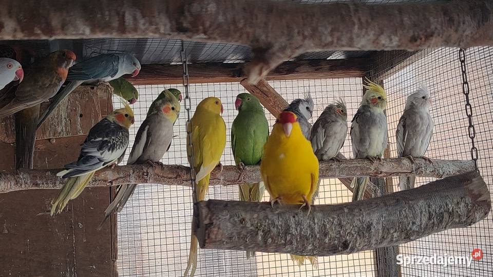 Aleksandretty i inne papugi Laski