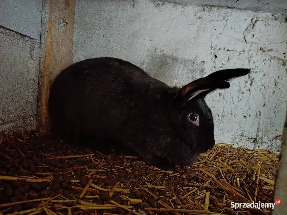 Króliki Słomniki sprzedam