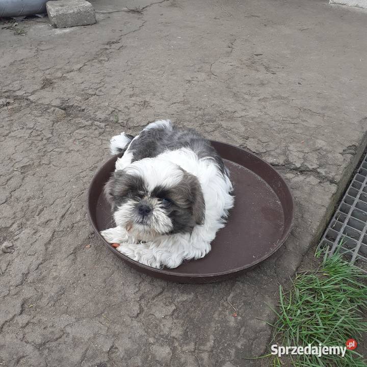 Szczeniaki shih tzu Gostynin sprzedam