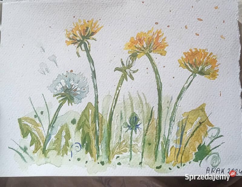 akwarela4 Będzin sprzedam