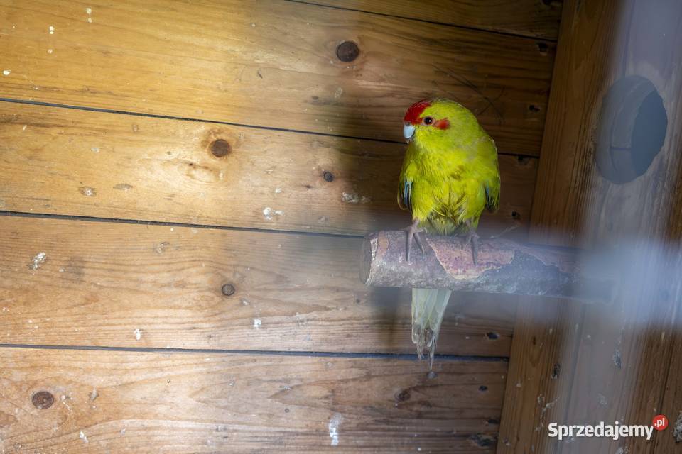 Sprzedam Papugi małopolskie Koszyce Wielkie
