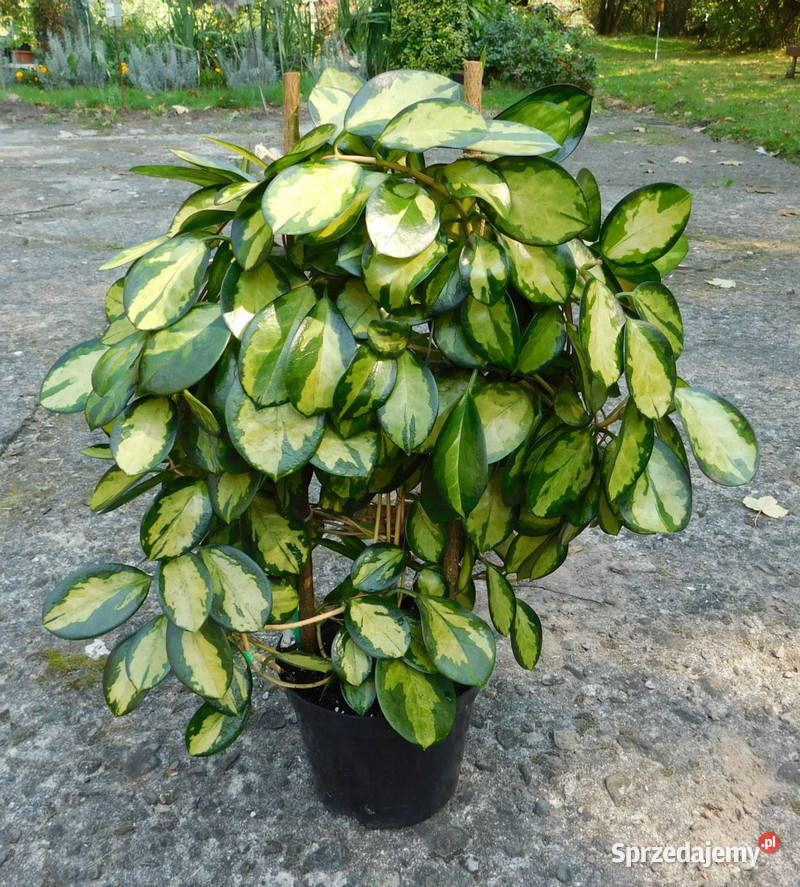 Przepiękna Hoja Hoya australis Lisa Krk Kraków sprzedam