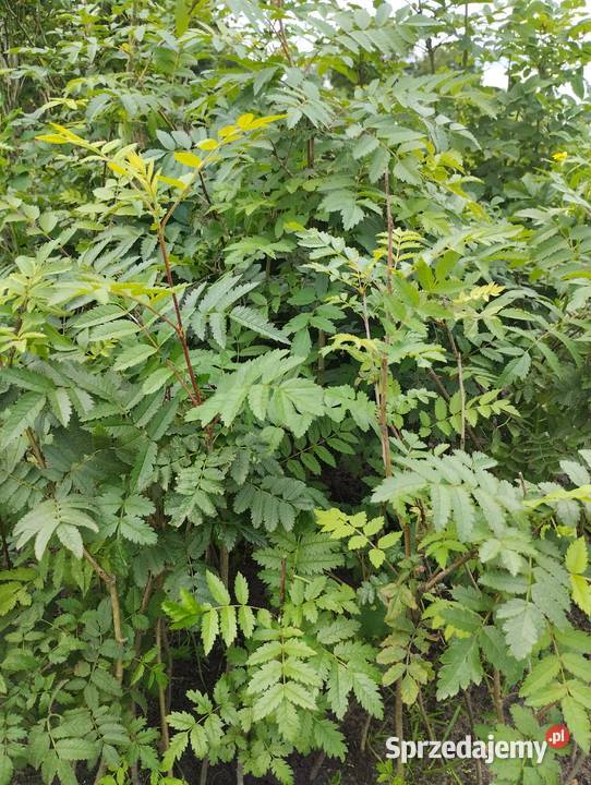 Buk sądzonki buka buczyny Lębork sprzedam