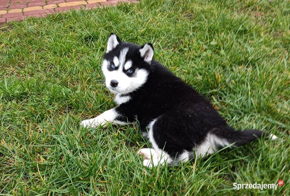 Szczeniaczki Siberian husky gotowe do łódzkie Krośniewice