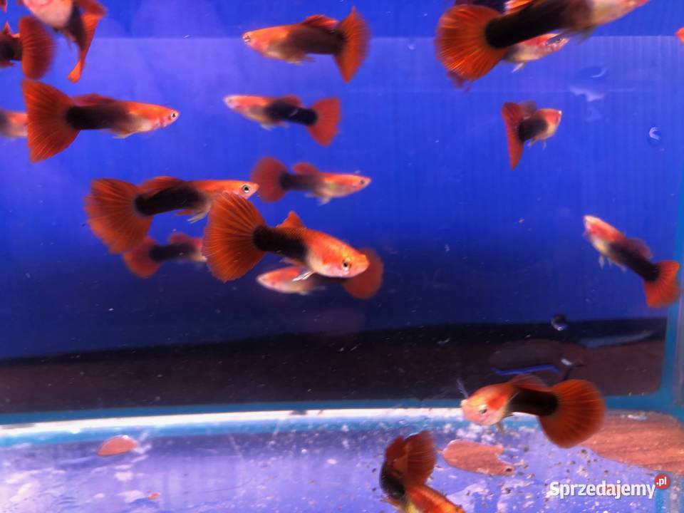 Gupik Red Tuxedo