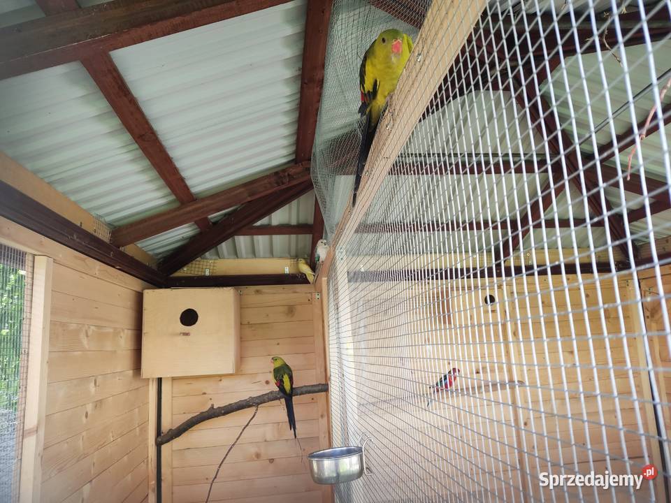 Papuga górska Żurawica