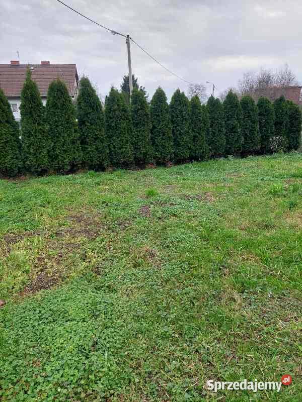 Thuja Smaragd 25 m 120 Wrocław Długołęka Iglaste sprzedam