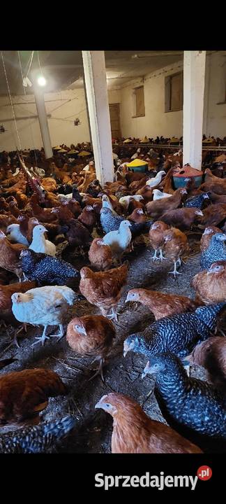 Kury nioski Myślenice