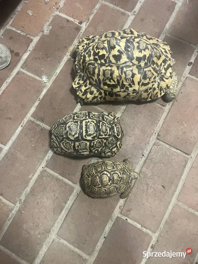 Sprzedam żółwie lamparcie Koszarawa