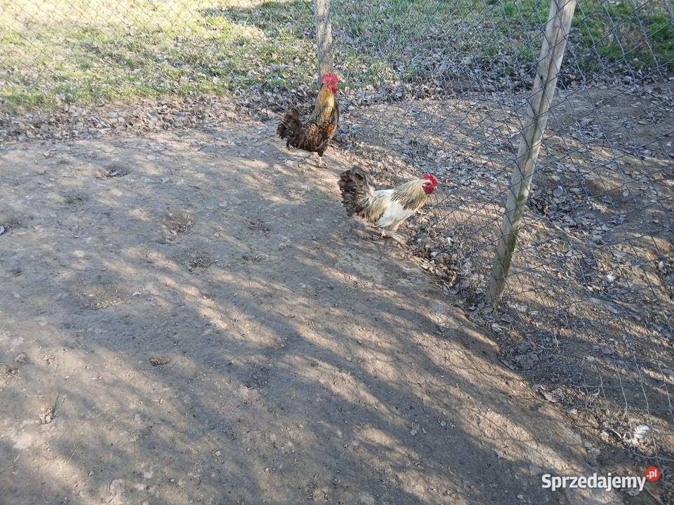 3 kogutki mały i 2 srednie Czarnocin