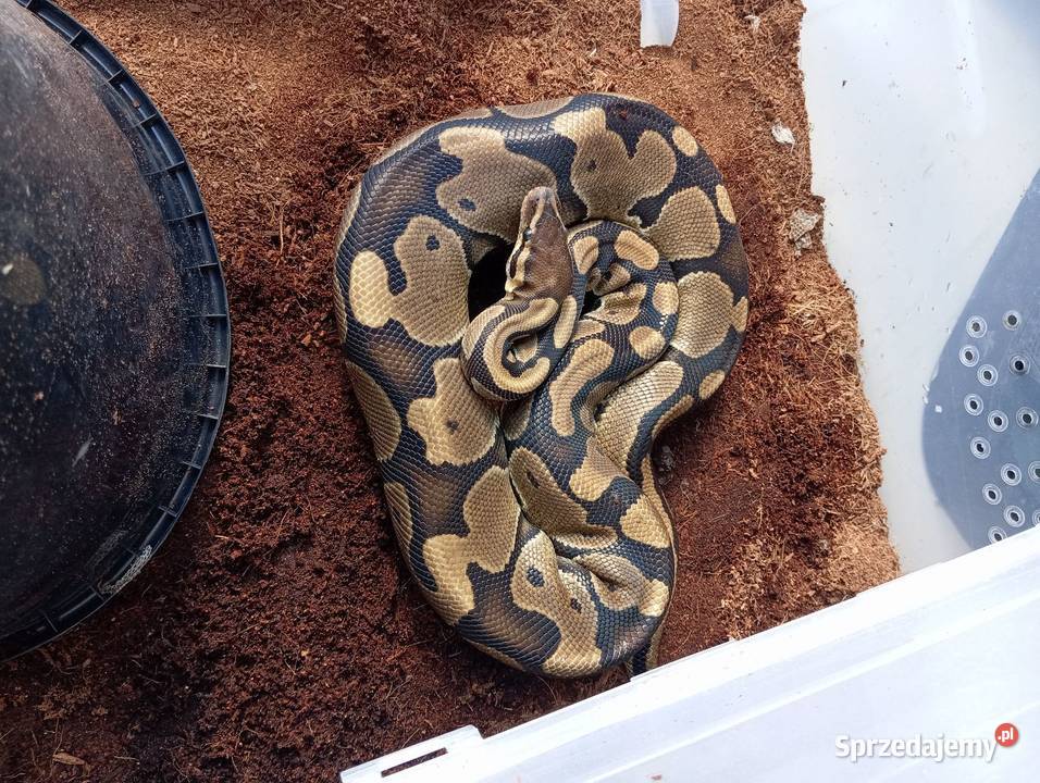 Python królewski samica Gniezno sprzedam