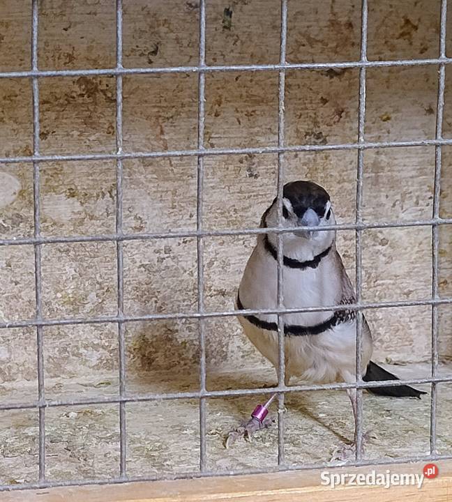 Amadyna Kratoskrzydła Blachownia