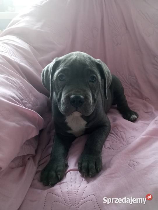 Alano Espanol suczka