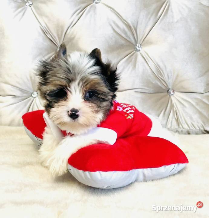 York nie Biewer taki do Kochania i Namysłów sprzedam