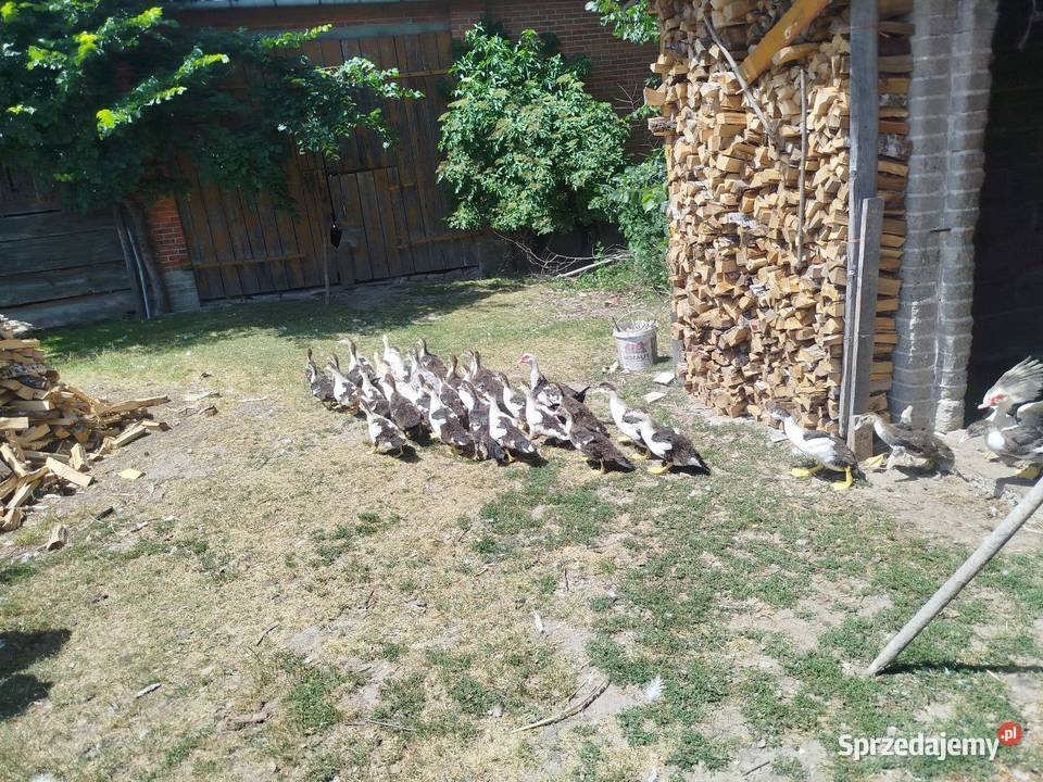 Kaczuszki młode około 100 Kolembrody sprzedam