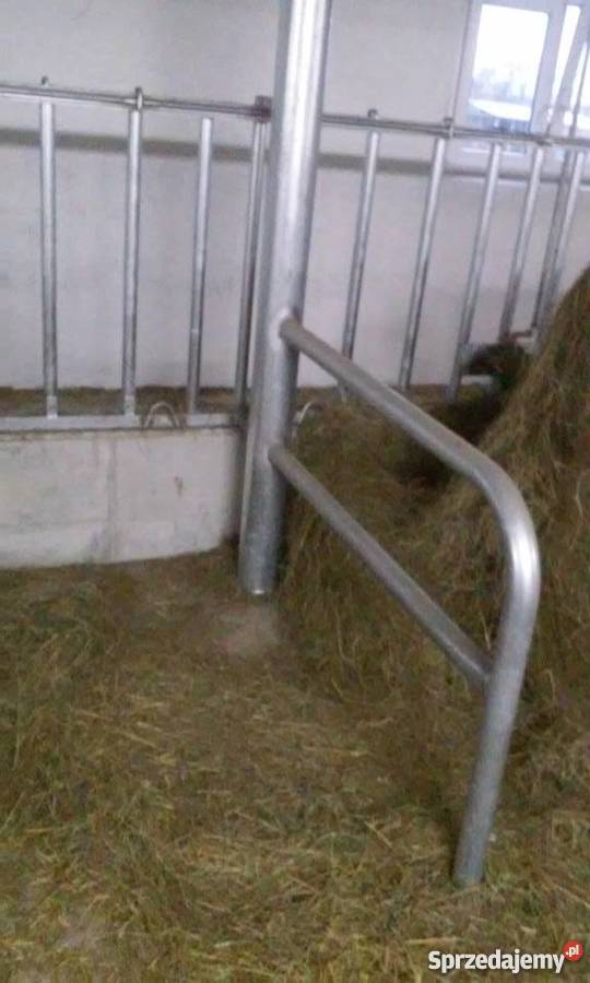 stanowiska wygrodzenia kojce bydła opasów cieląt Pogorzela