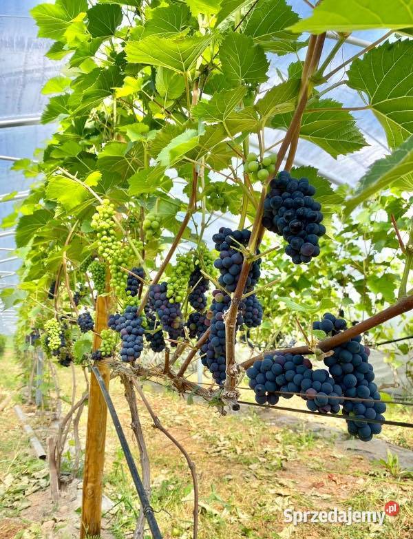 WINOROŚL LEON MILLOT Vitis sadzonki w doniczkach Ustronie