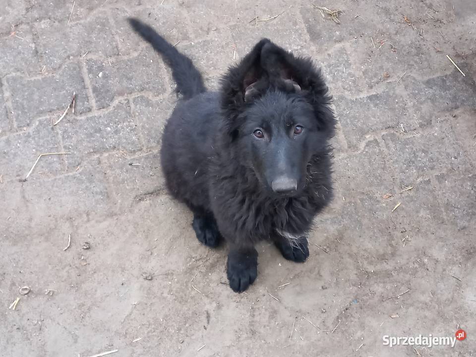 Owczarek staroniemiecki długowłosy Rzgów