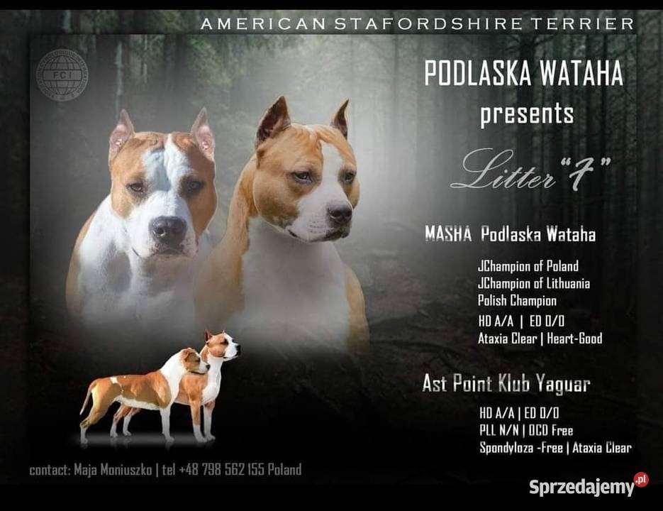 Amstaff American Staffordshire Terrier ZKwP FCI Amstaff podlaskie Białystok