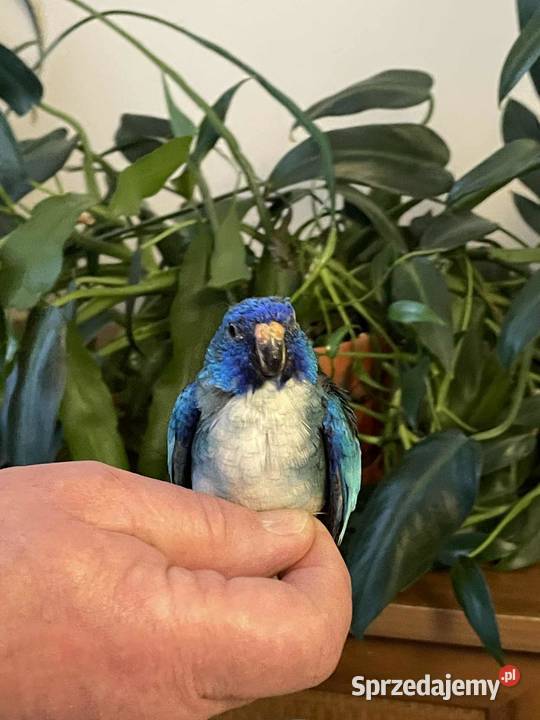 Sprzedam papugi