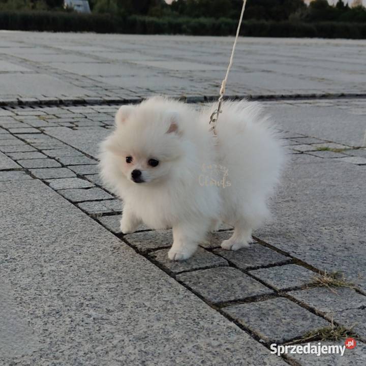 Szpic miniaturowy Pomeranian ZKwP FCI Szczecin