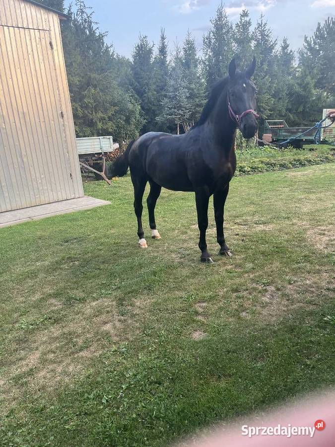 Klacz śląska Konie Przeworsk