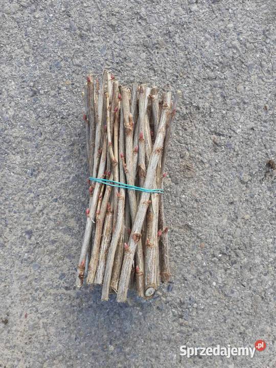 Porzeczka sadzonka sztobty liscie Czarna