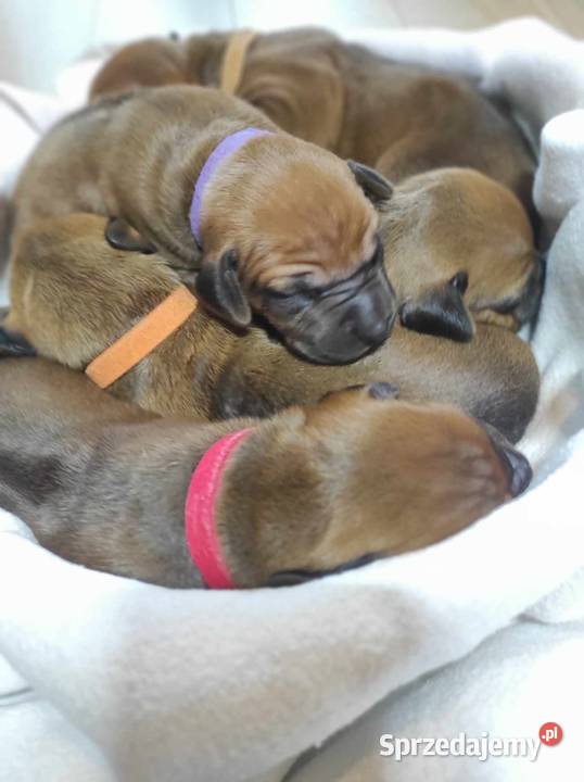Rhodesian Ridgeback szczenięta Zwierzęta Młochów