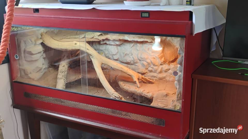 Agama brodata z terrarium Lednica Górna sprzedam