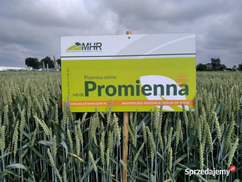 MHR PROMIENNA materiał siewny pszenicy ozimej C1 Łabiszyn