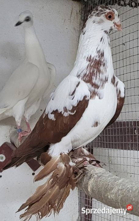 Widym polski gołąb Skierniewice