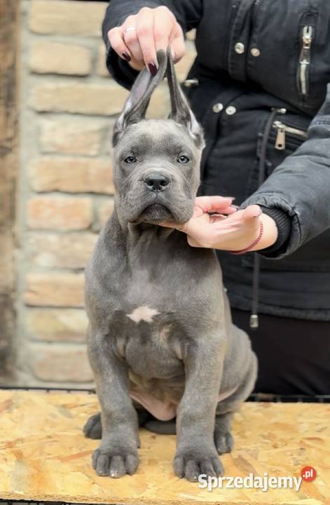 Cane Corso Szczenięta na sprzedaż Warszawa
