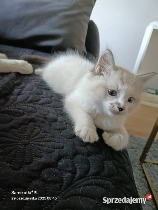 Kocurek 100 Ragdoll FPL zachodniopomorskie Pełczyce