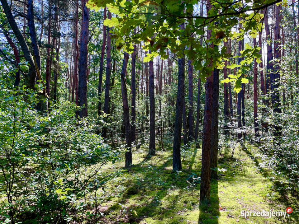 Działka rolnoleśna na sprzedaż 23766 ha Mariew mazowieckie