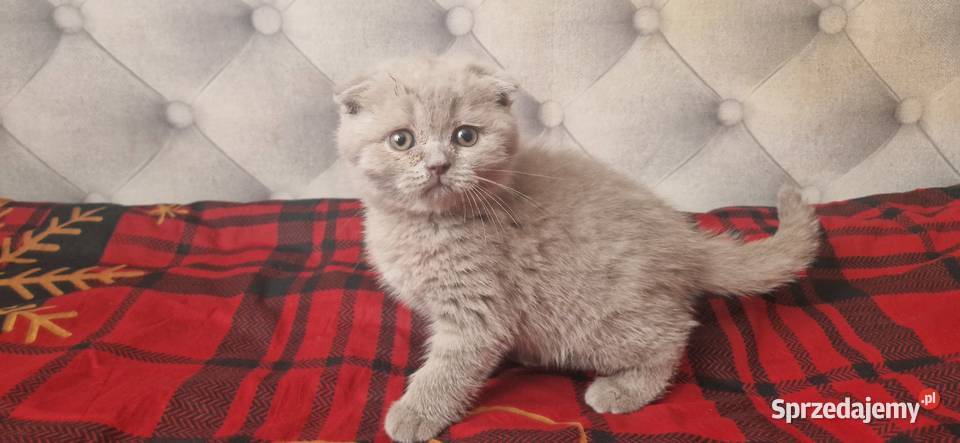 Kocurek Szkocki liliowy zwisłouchy Katowice