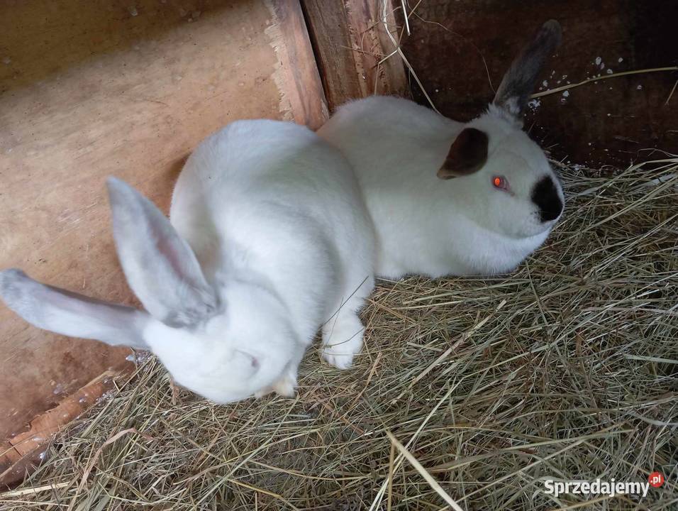 Sprzedam Króliki Przasnysz