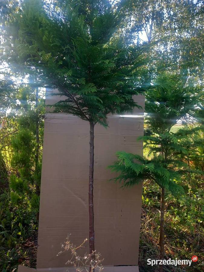 Tuje szmaragdy Mogilno