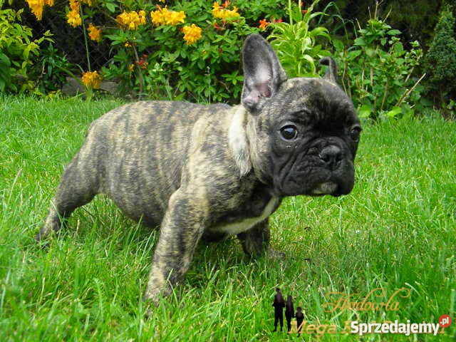 Buldog Francuski śliczny piesekz metryką ZKwP Śrem sprzedam