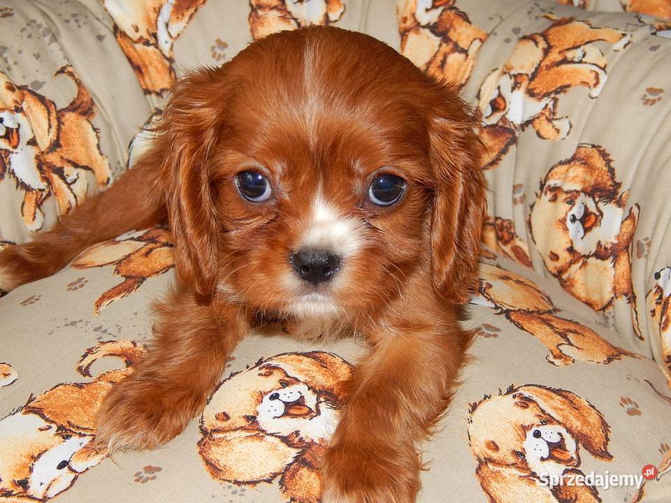 Cavalier King Charles Spaniel Chłopczyk Ruby śląskie Dąbrowa Górnicza sprzedam