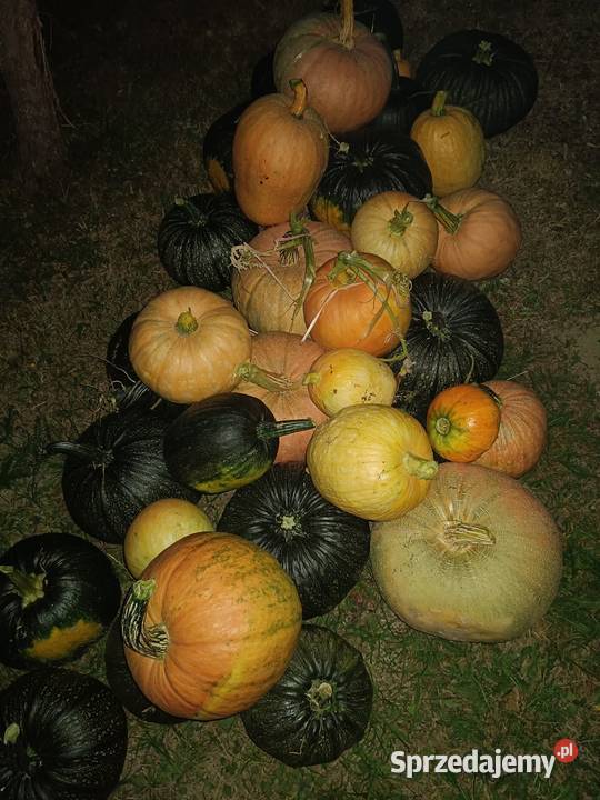 Sprzedam dynię Ropczyce sprzedam