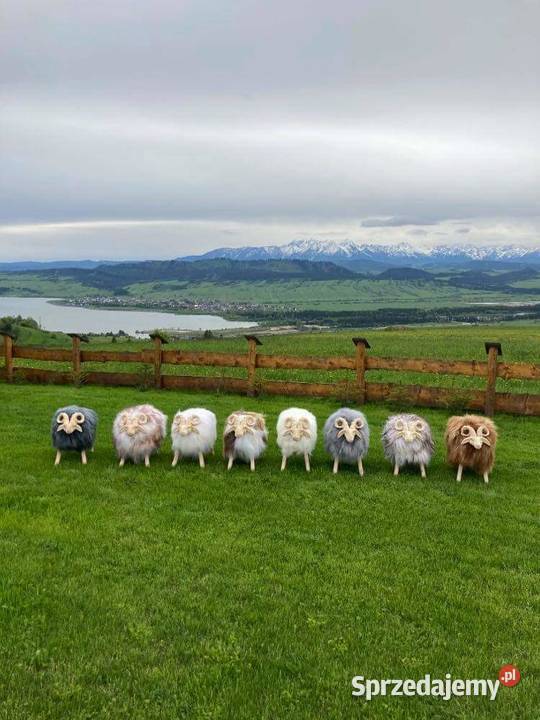 Skóra Owcza Naturalna Skóry Owcze Baran Dekoracje i ozdoby Szaflary