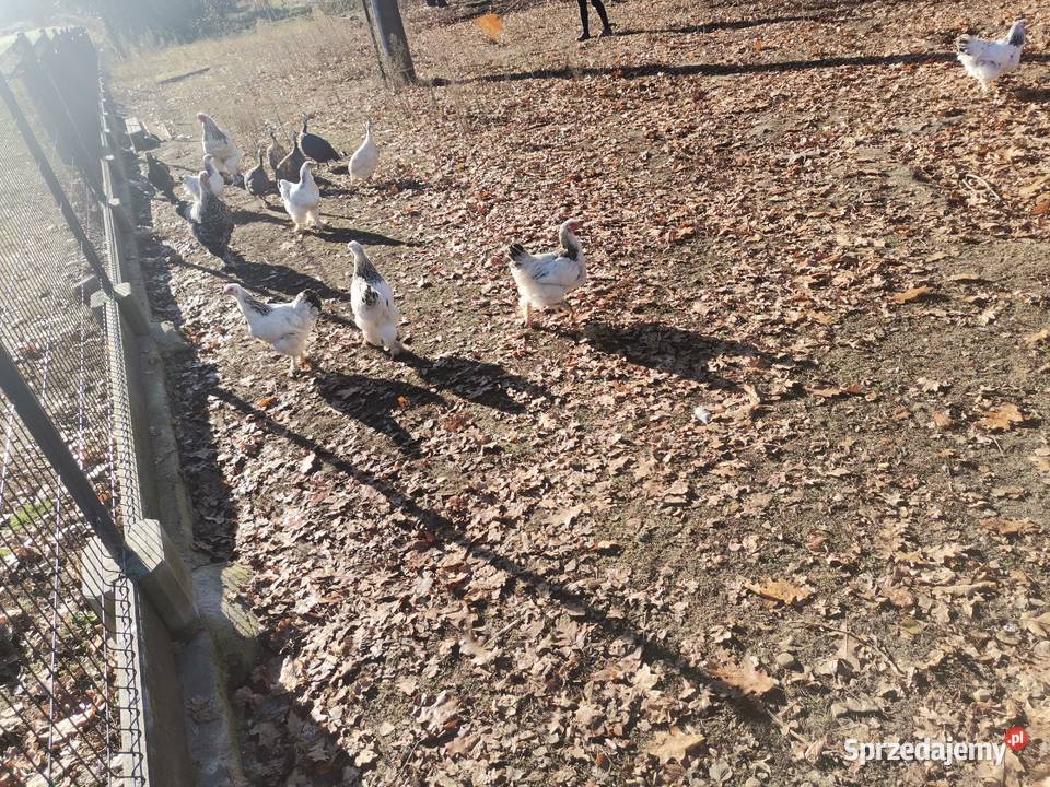 Kury Brahma olbrzymia